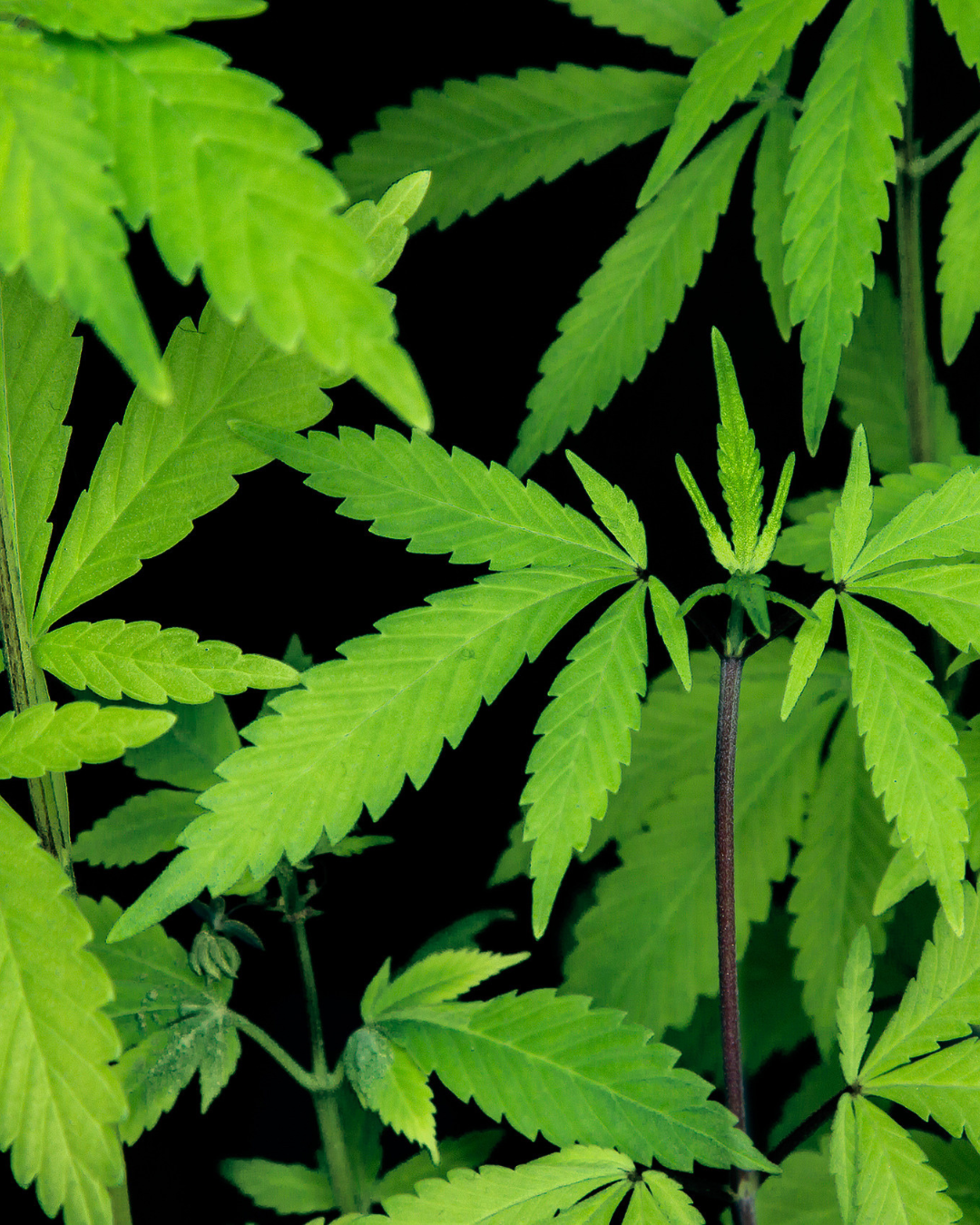 Different Cannabinoids and What They Mean
